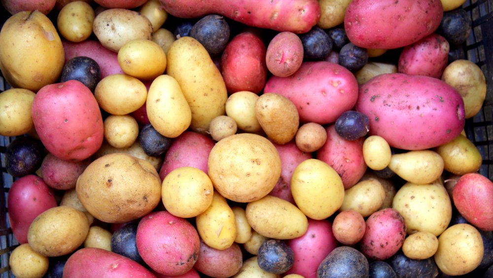 Variety of regular potatoes