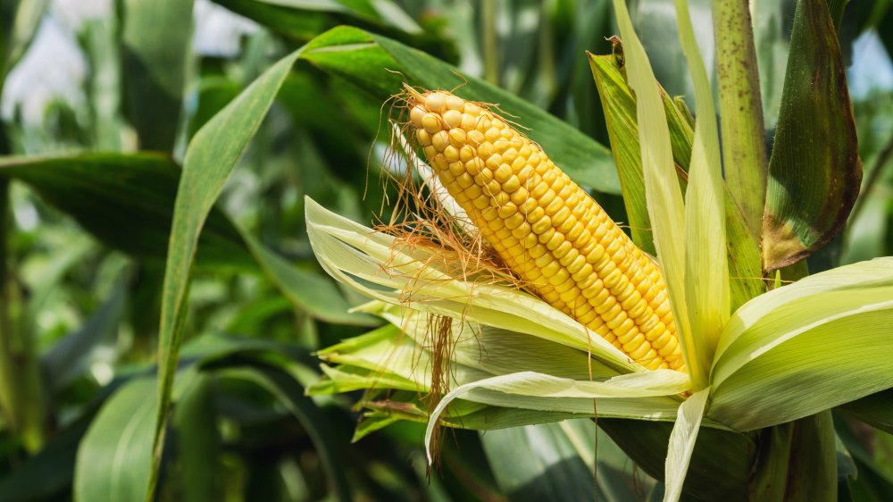 corn on stalk