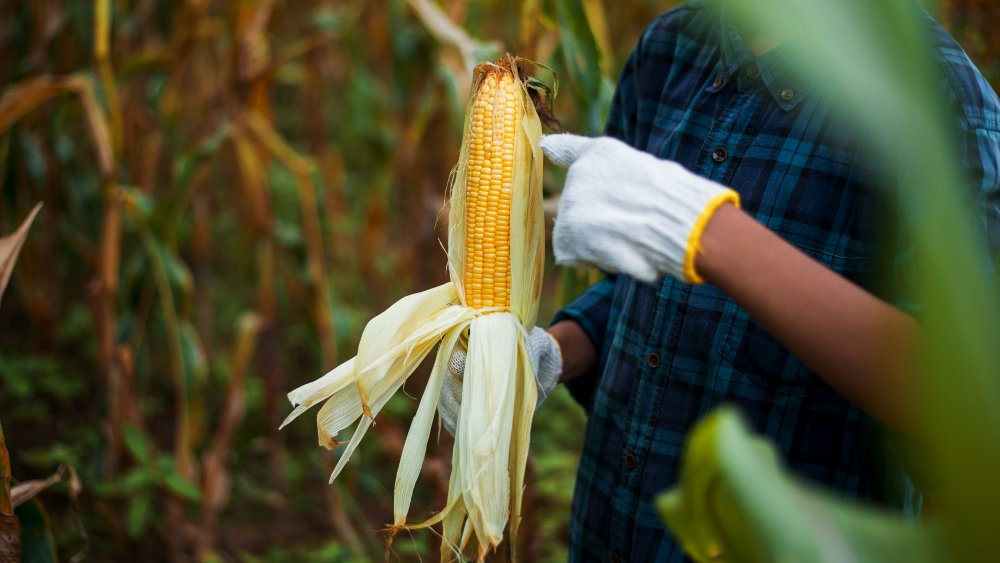 corn stalk in the field 