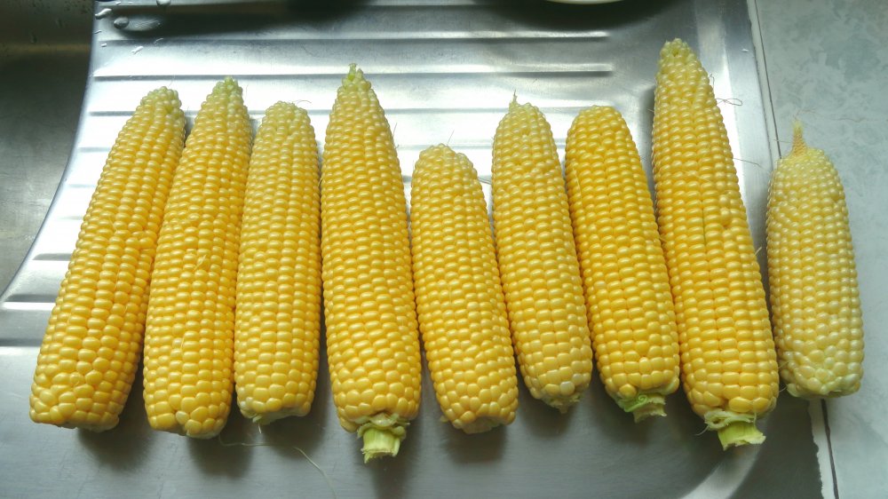 cooked corn on the cob 