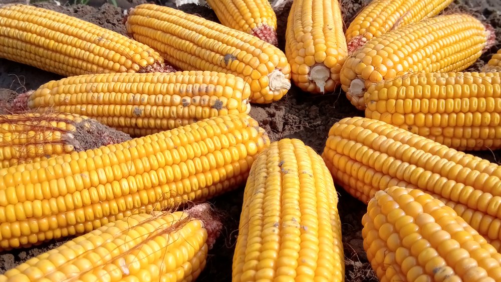 Ears of yellow corn