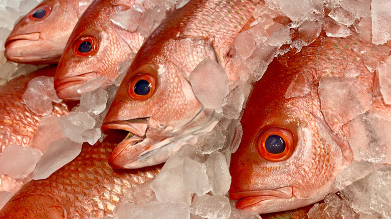 red snapper fish on ice