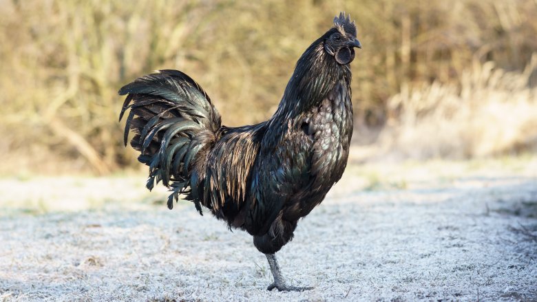 Ayam cemani chickens