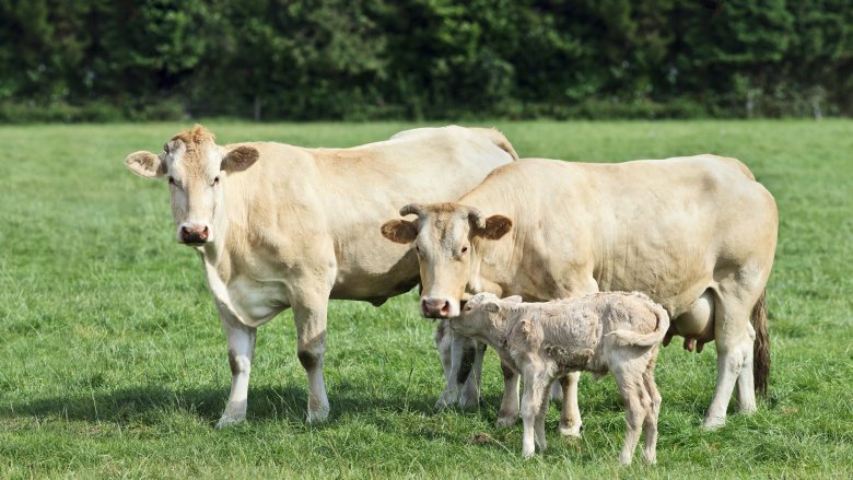 Blonde Aquitaine cows