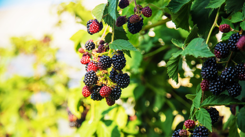 blackberries on bush