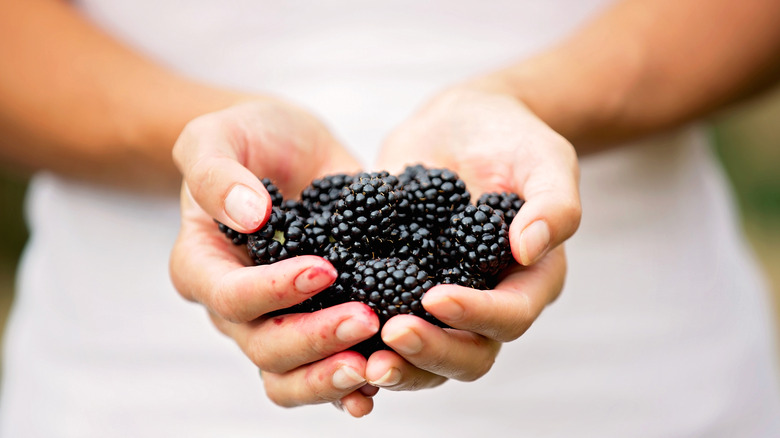 person holding handful of blackberries