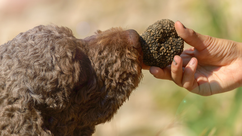 dog sniffing truffles