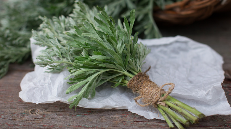 Wormwood Artemisia absinthium