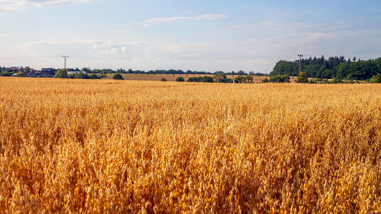 field of oats