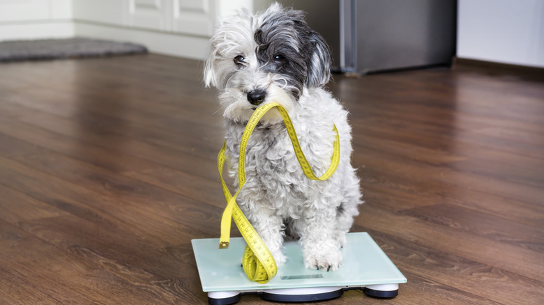 dog standing on scale