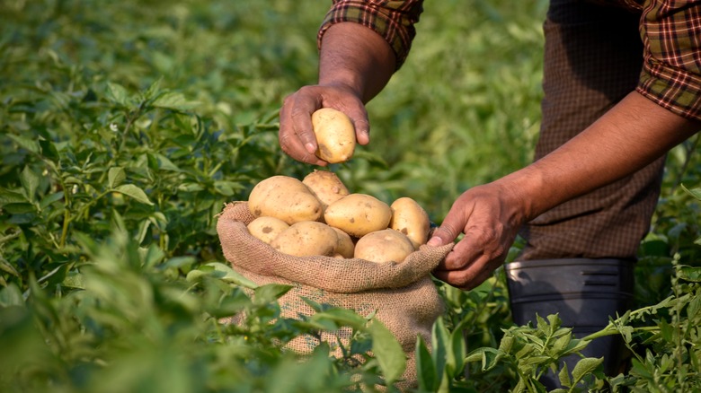 Potatoes being harvested 