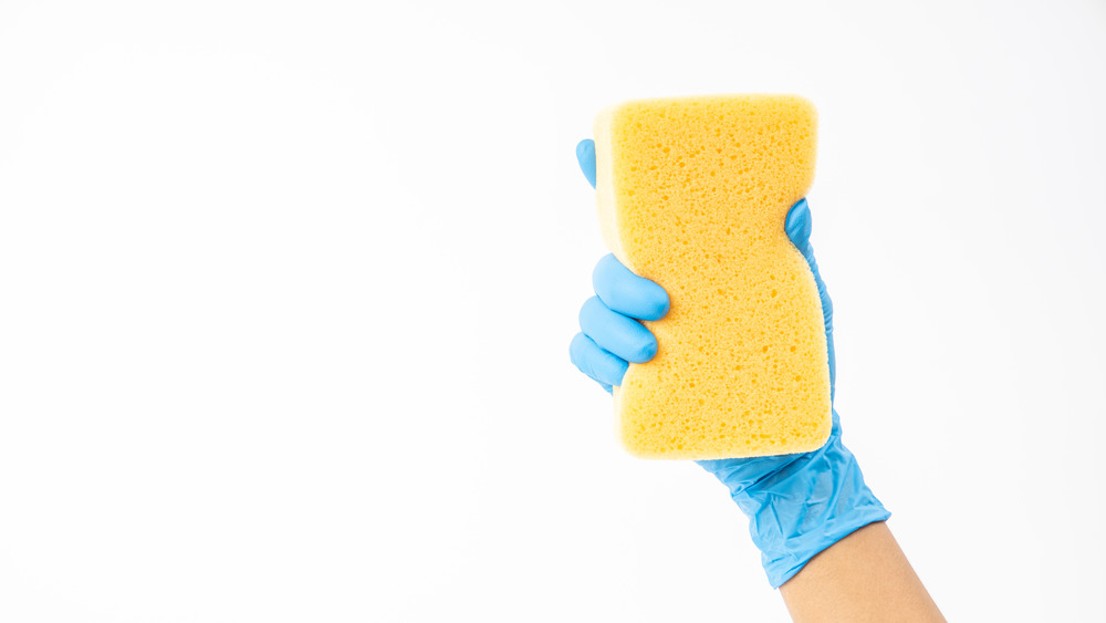 gloved hand holding sponge