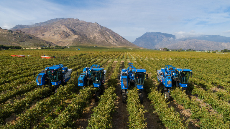 multiple tractors harvesting vineyards