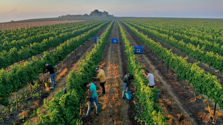 people harvesting grapes in vineyard