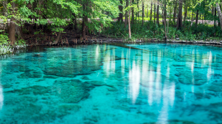 water from Ginnie Springs, Florida