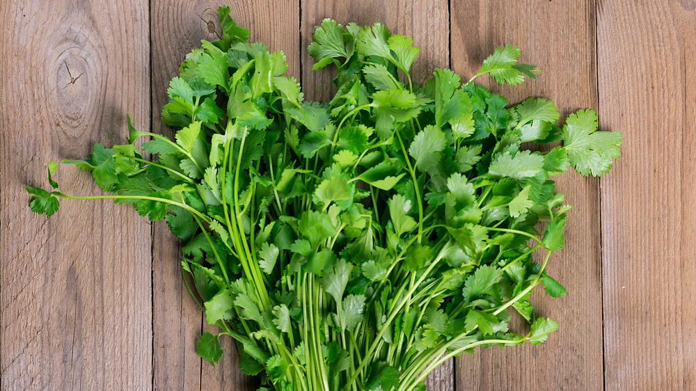 Cilantro on a wooden background