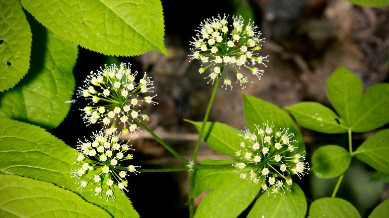 Wild sarsaparilla