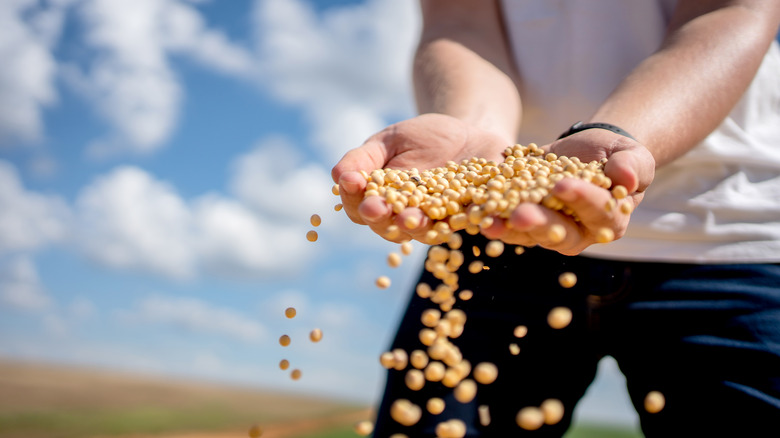 soy beans in person's hands