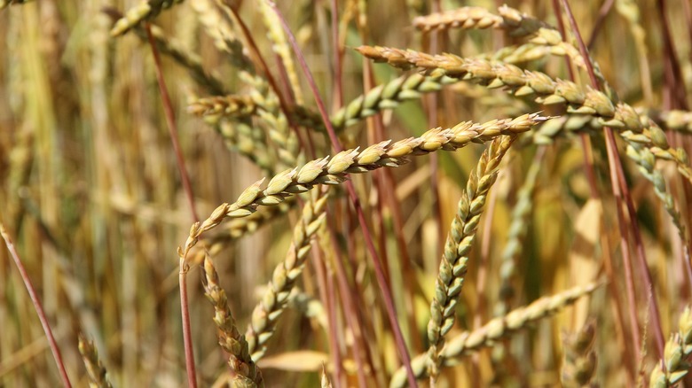 whole grain plants