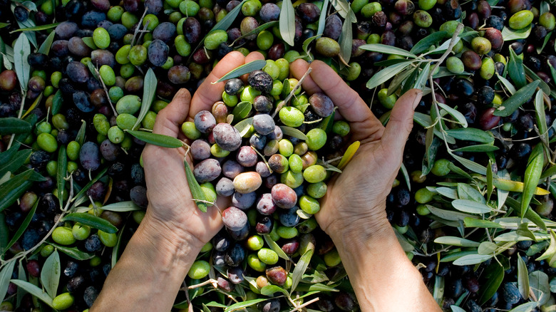 Hands cupping multicolored olives