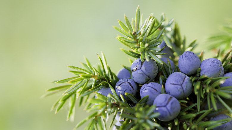 juniper berries on branch