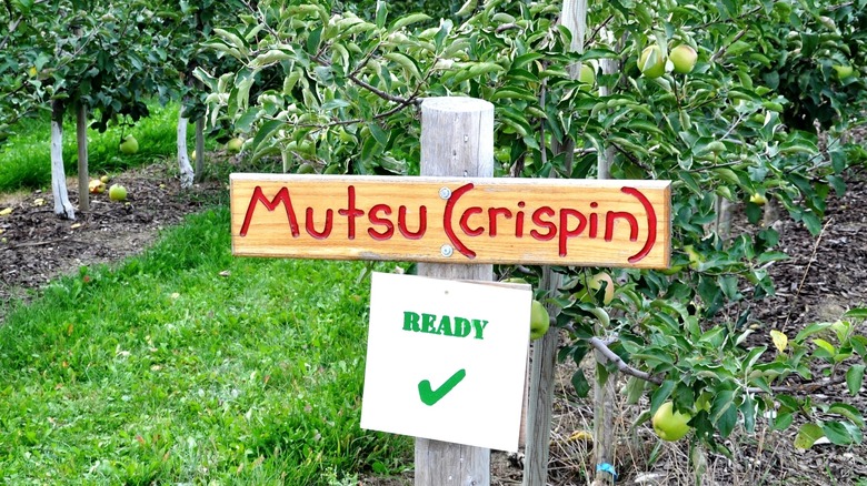 Sign for Mutsu apples