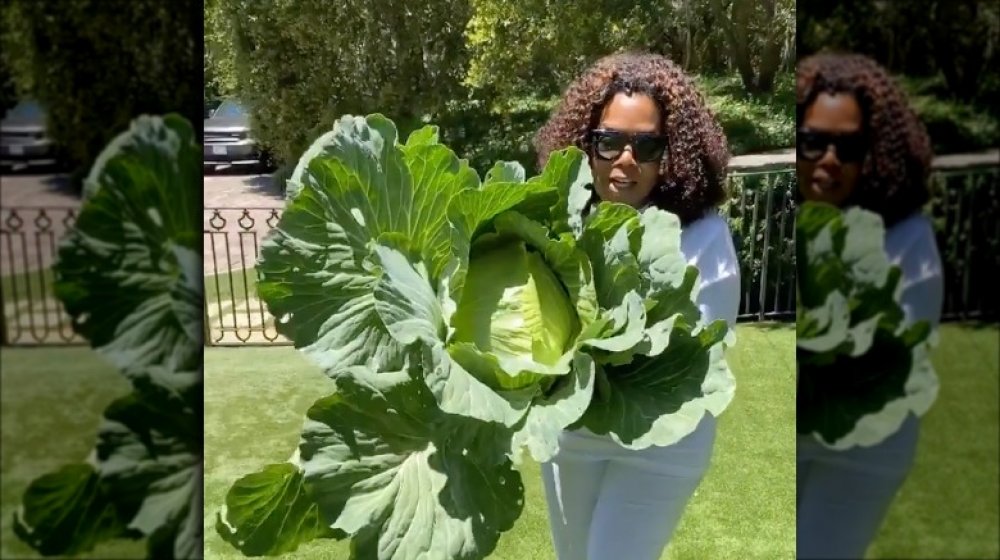 Oprah Winfrey's garden