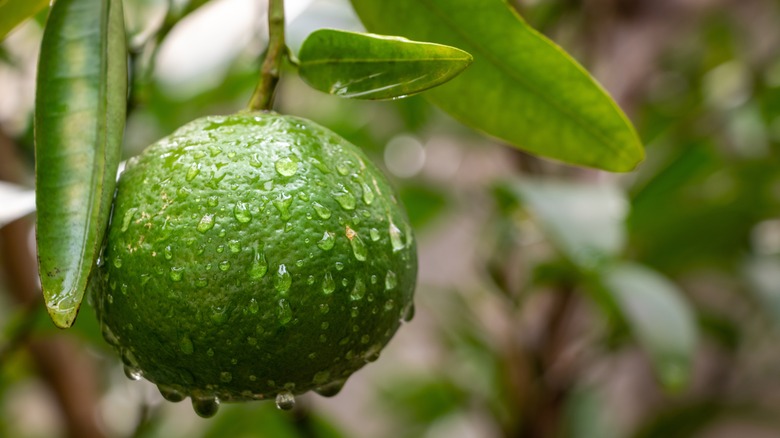 unripe orange with green skin