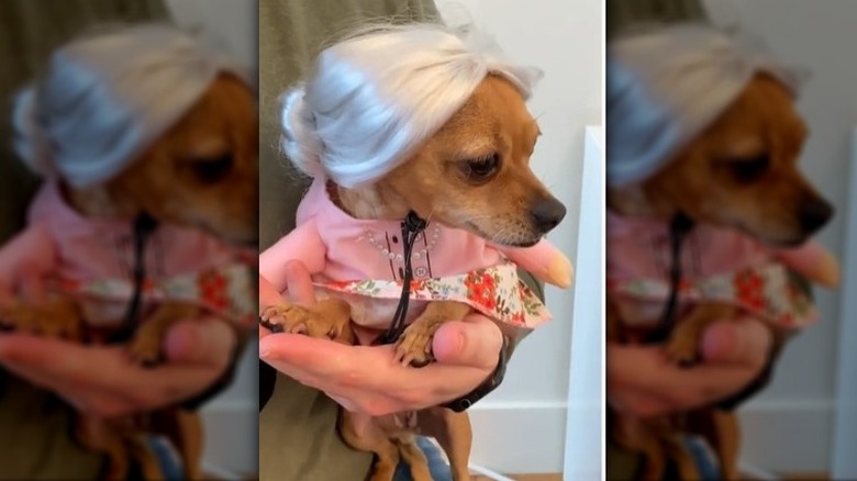 Divina the Dog in grandma costume