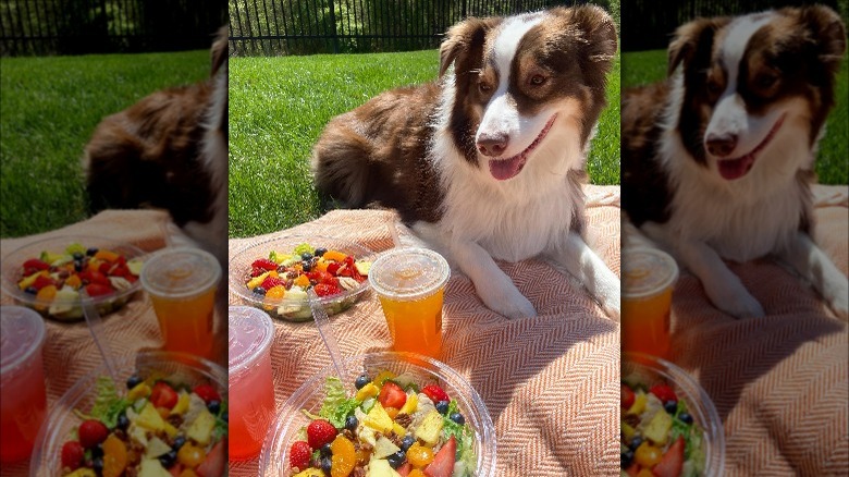 Panera strawberry salad picnic with dog