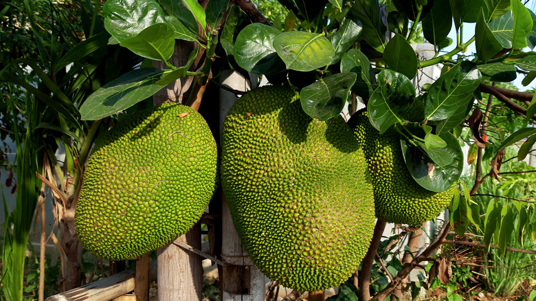 Jackfruit on tree