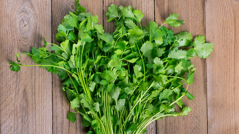 a bunch of fresh cilantro