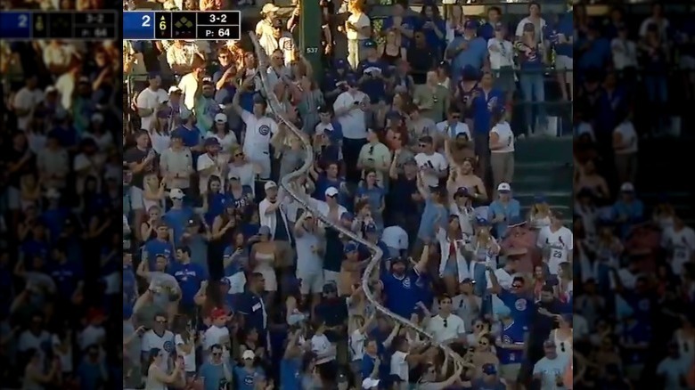 Chicago Cubs beer snake 