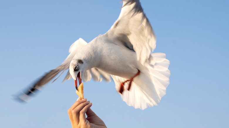 Seagull eating from hand