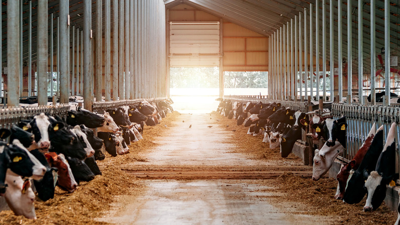 Cows in stall