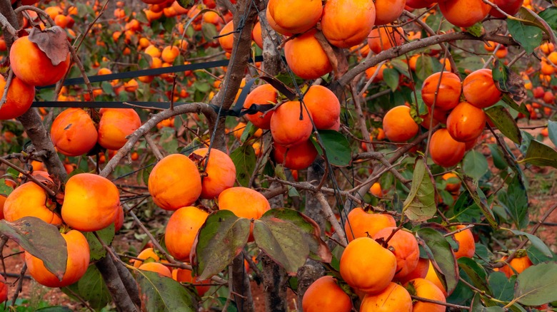 persimmons hanging on a tree