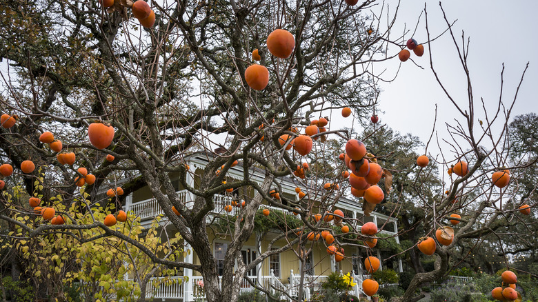 persimmons hanging on a tree