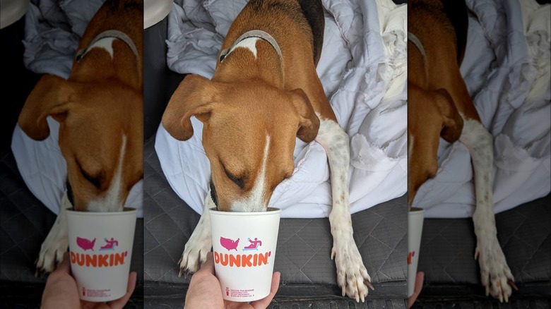 Dunkin' brings back holiday menu, dog toys to raise funds for children in  need