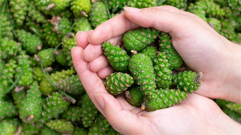 hands holding green pine cones