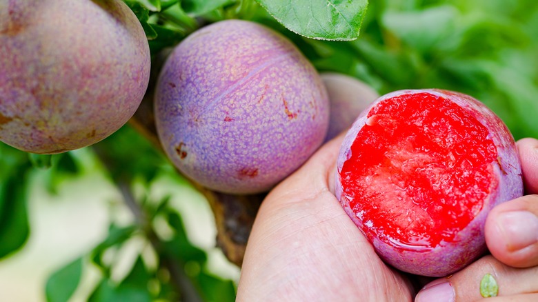 pluots being picked