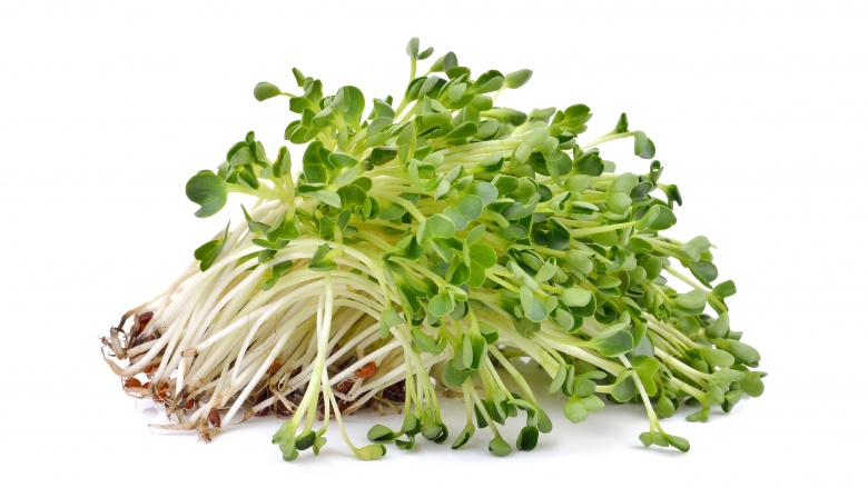 alfalfa sprouts