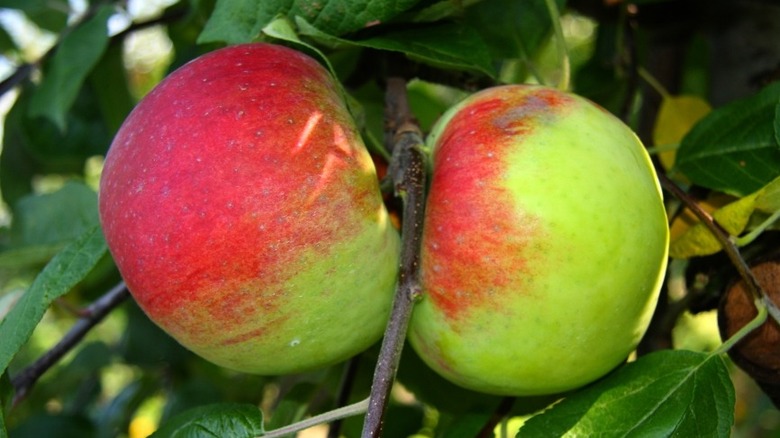 Cortland apples on tree