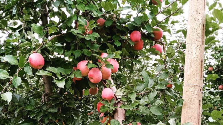 Fuji apples growing in an orchard