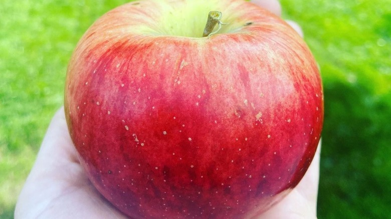 Red Gala apple