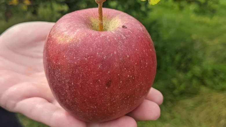 Honeycrisp apple in a hand