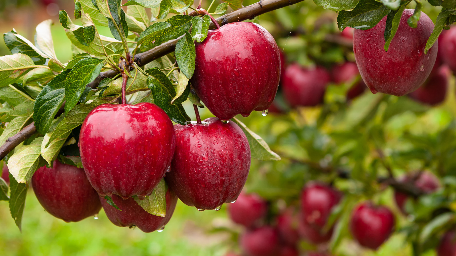 21 Popular Types Of Apples And What They re Used For