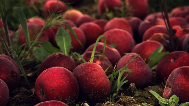 Paula Red apples on the ground