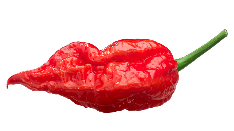 Bhut Jolokia Ghost Pepper