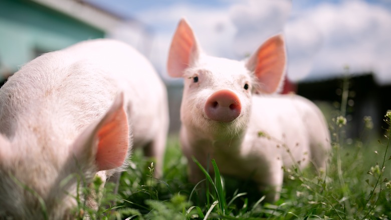 Piglets on a farm