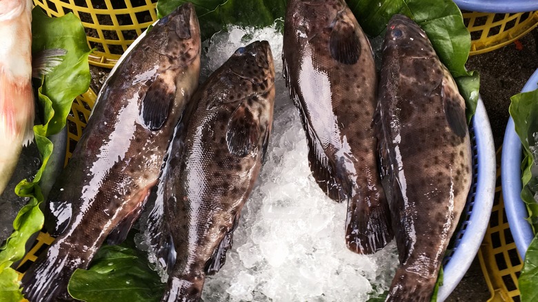 Four grouper fish on ice